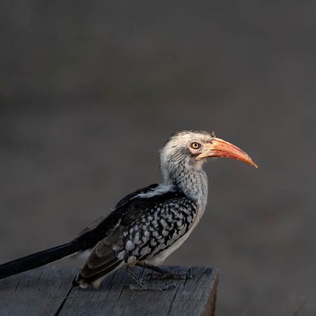 Ndzhaka Tented Camp Manyeleti vadrezervátum Kültér fotó