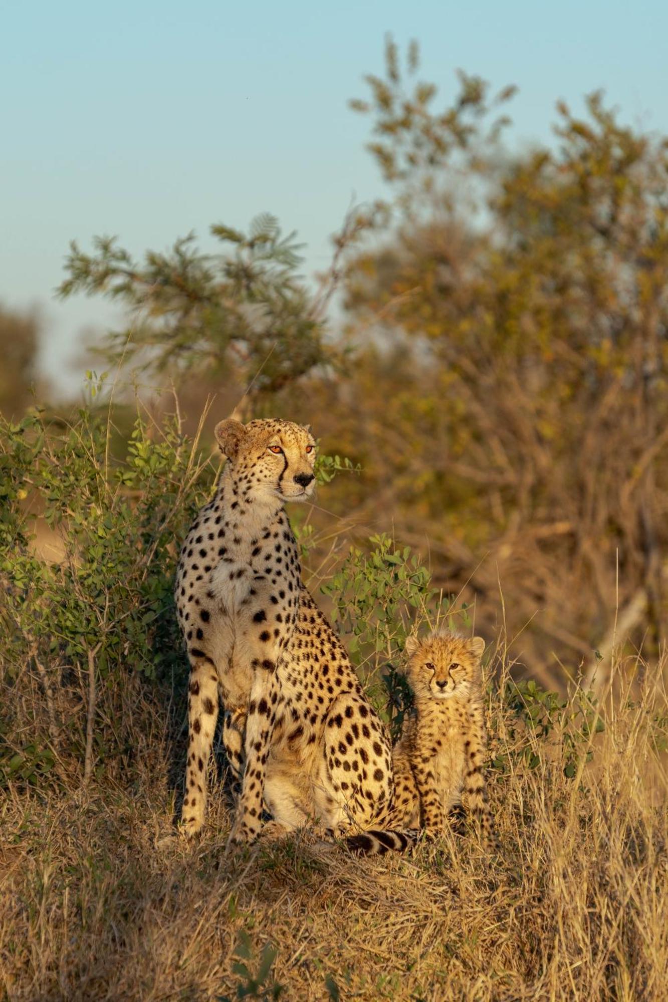 Ndzhaka Tented Camp Manyeleti vadrezervátum Kültér fotó