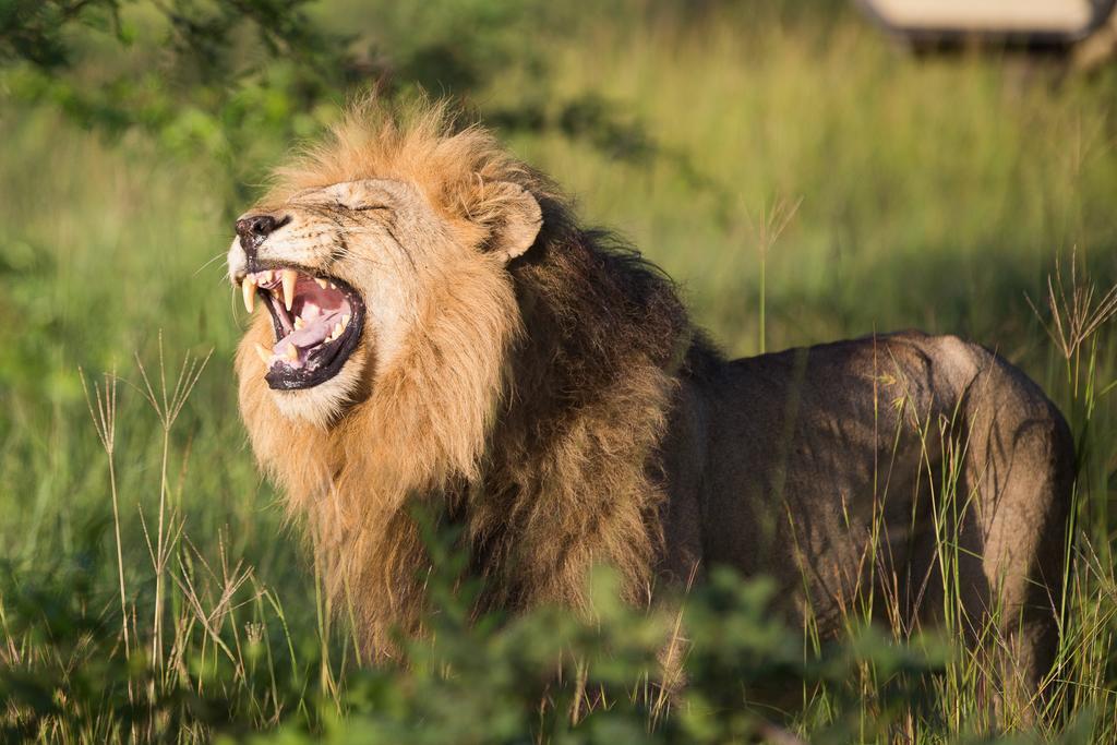 Ndzhaka Tented Camp Manyeleti vadrezervátum Kültér fotó