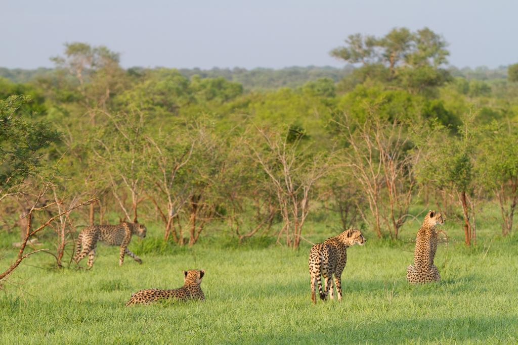 Ndzhaka Tented Camp Manyeleti vadrezervátum Kültér fotó