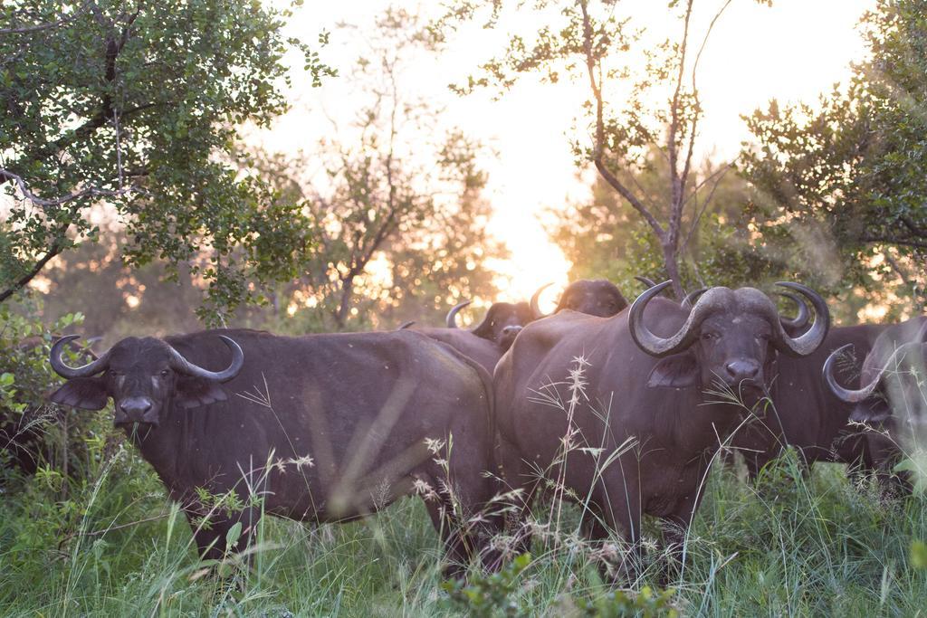 Ndzhaka Tented Camp Manyeleti vadrezervátum Kültér fotó
